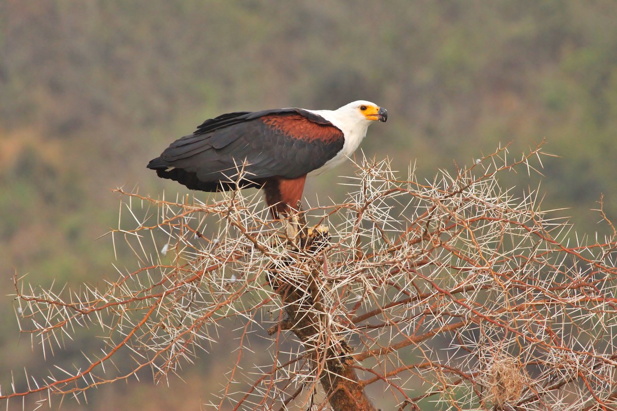 African Fish-Eagle - ML621048031