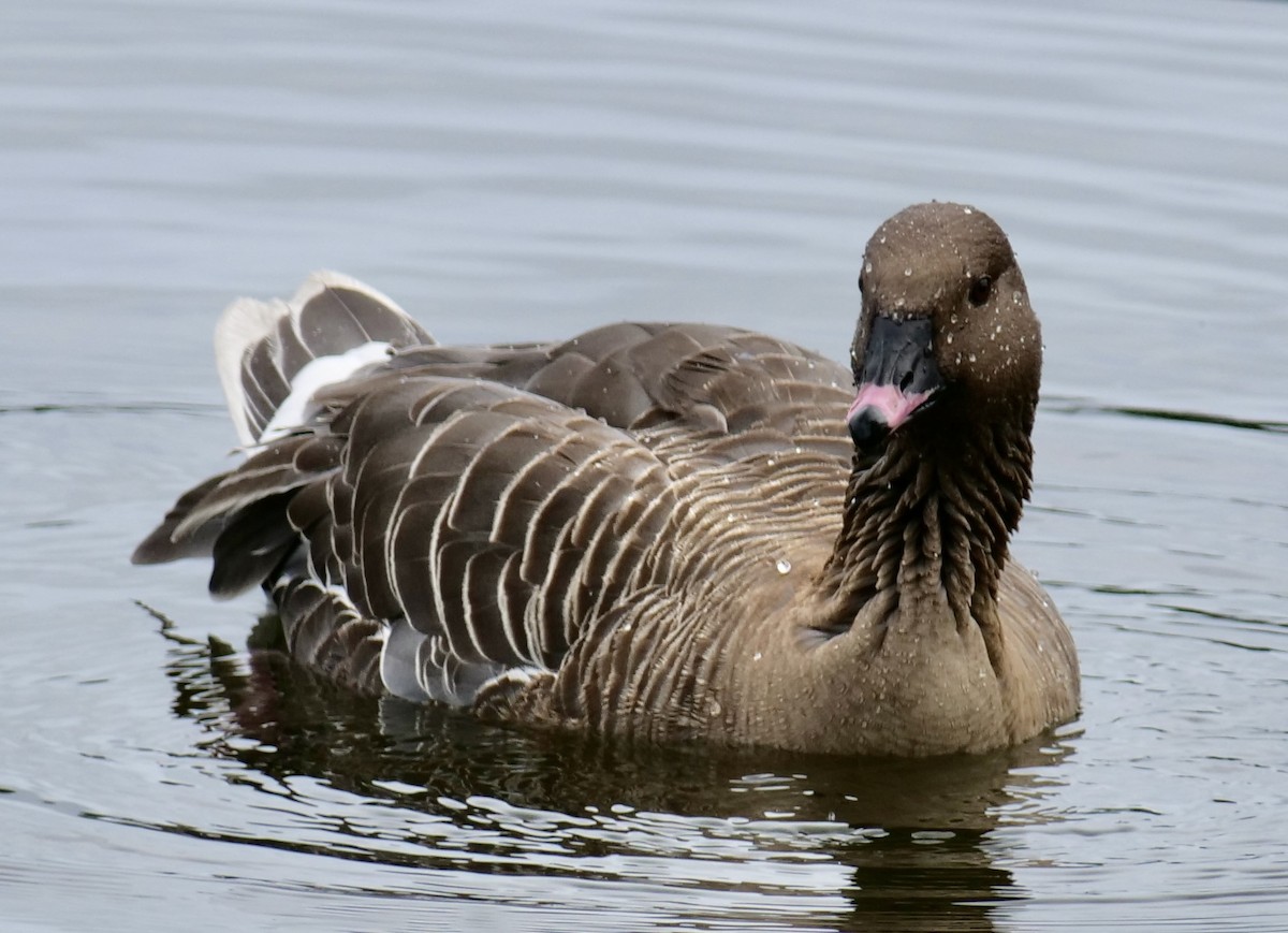 Pink-footed Goose - ML621048054