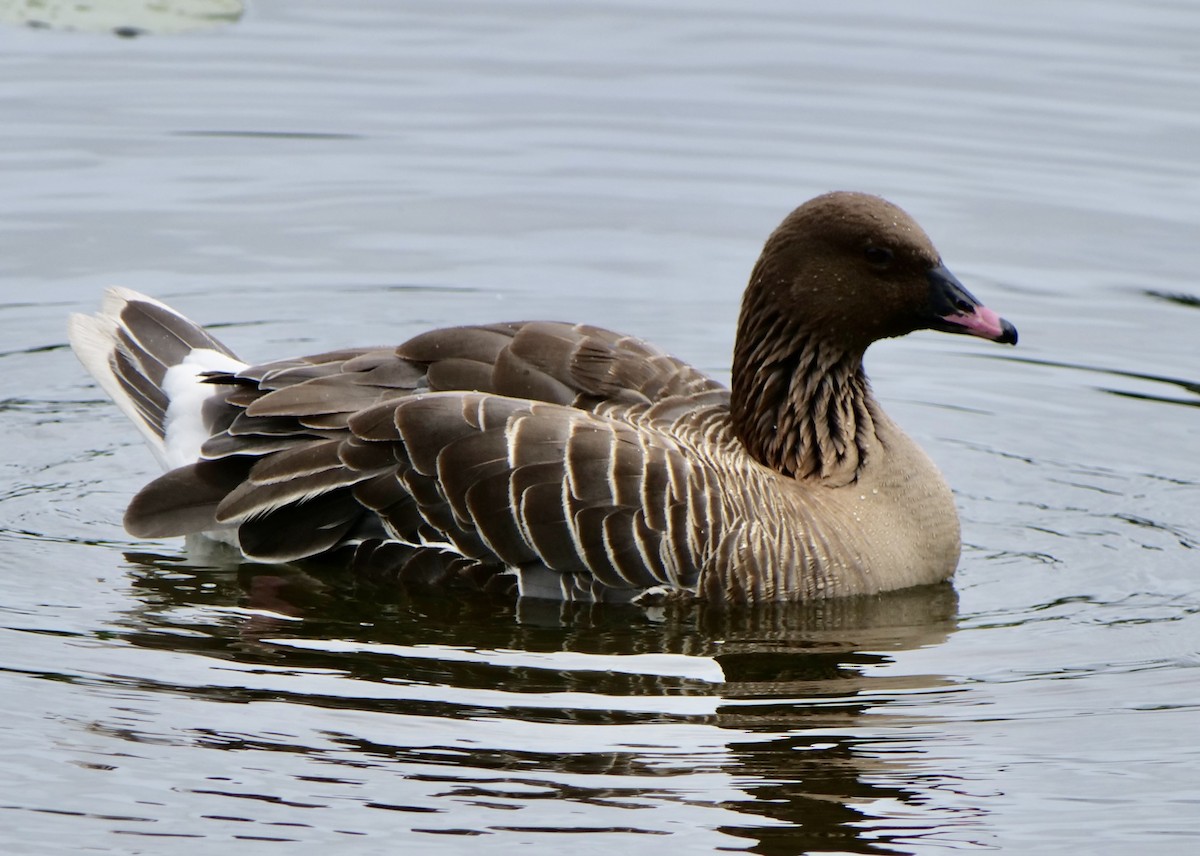 Pink-footed Goose - ML621048057