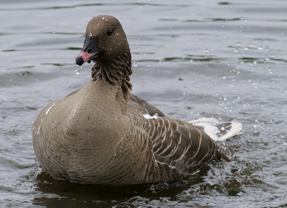 Pink-footed Goose - ML621048059