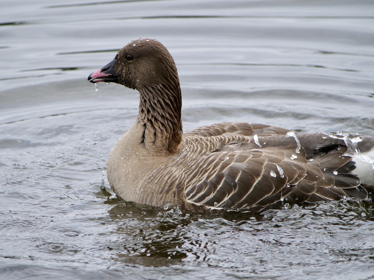 Pink-footed Goose - ML621048065