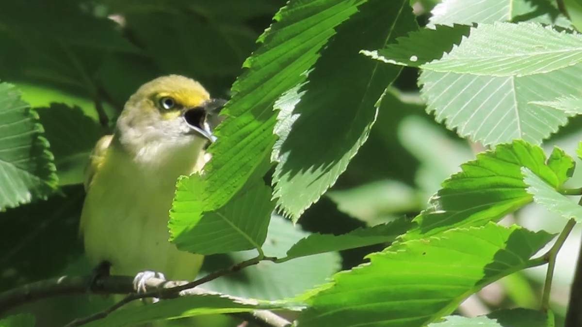 Vireo Ojiblanco - ML621048066