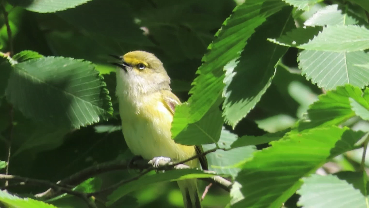 Vireo Ojiblanco - ML621048067