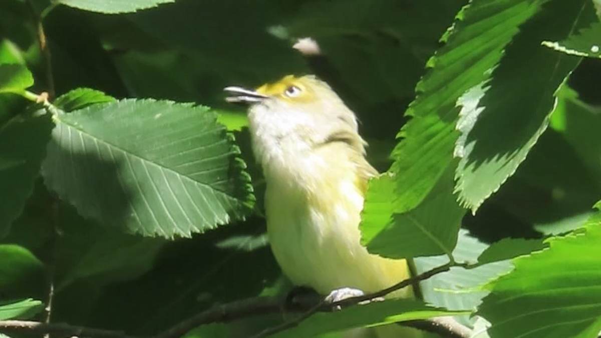 Vireo Ojiblanco - ML621048068