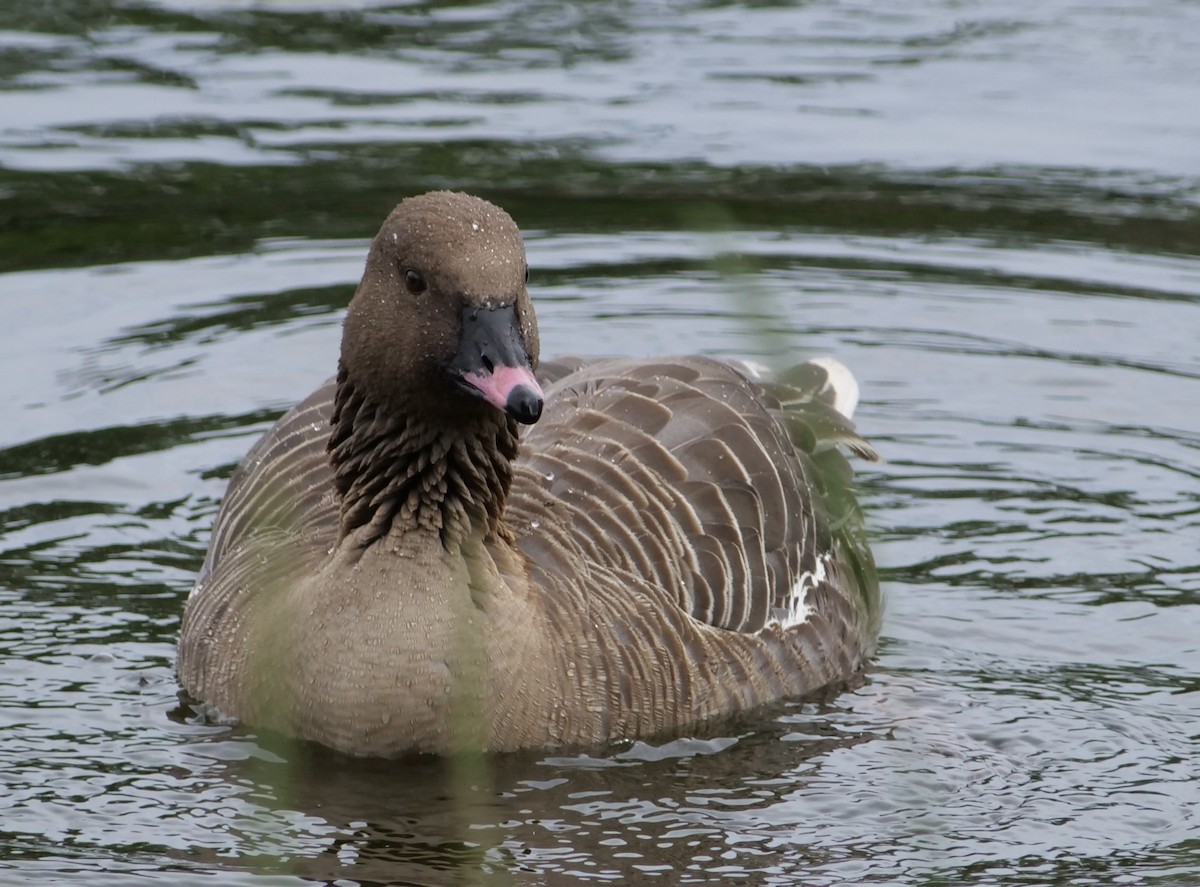 Pink-footed Goose - ML621048072