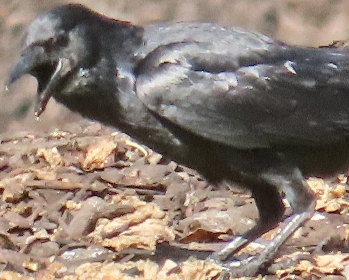 Common Raven - ML621048115