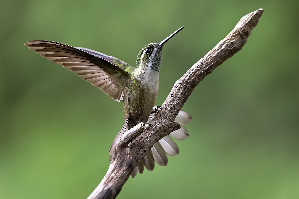 kolibřík salvadorský - ML621048132