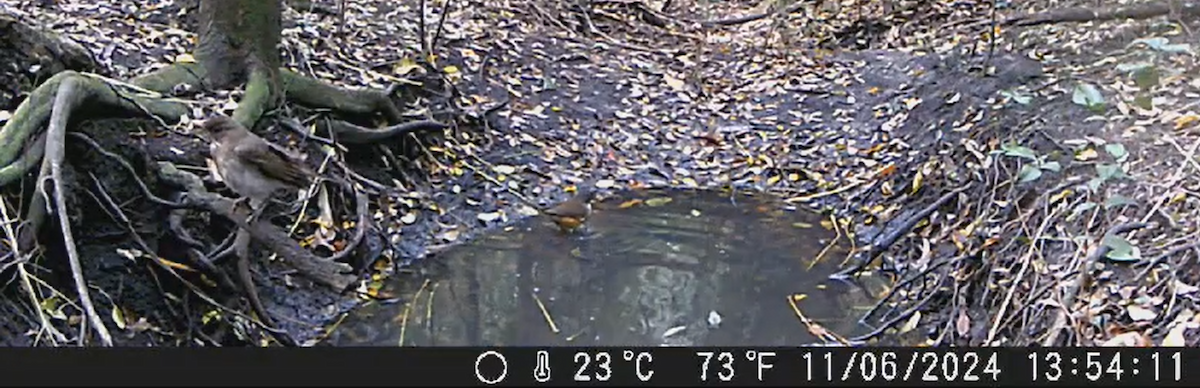 White-necked Thrush - ML621048144