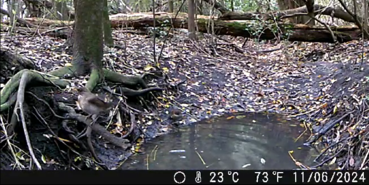 White-necked Thrush - ML621048145