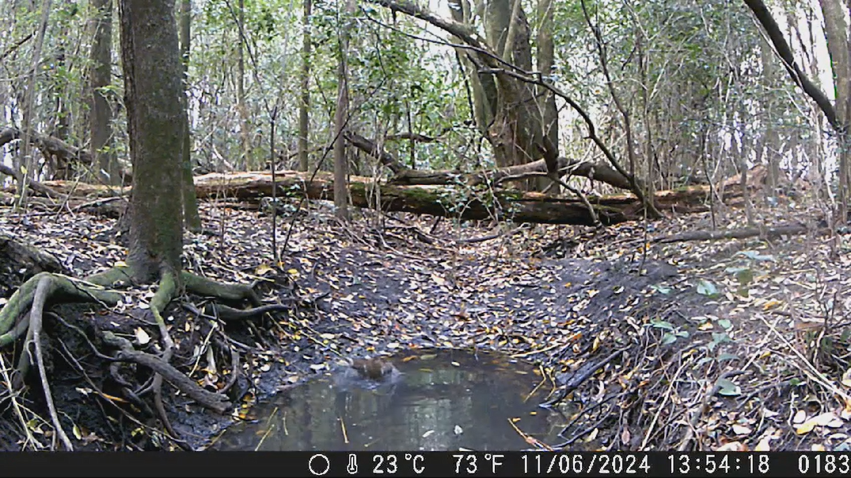 White-necked Thrush - ML621048146