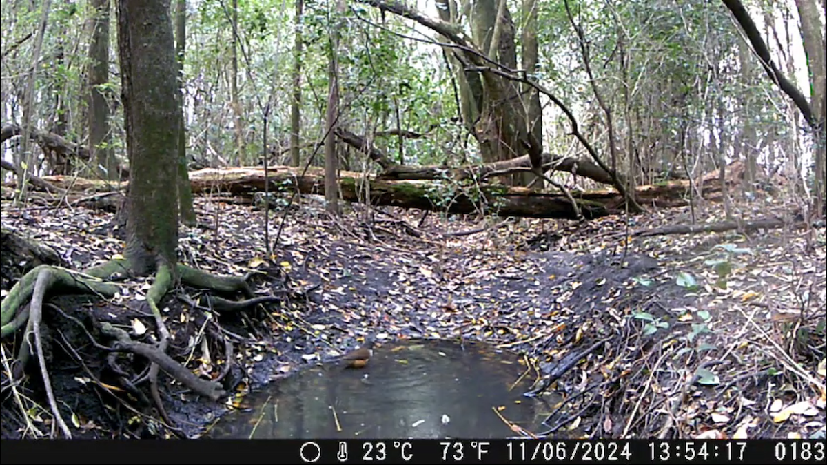 White-necked Thrush - ML621048147