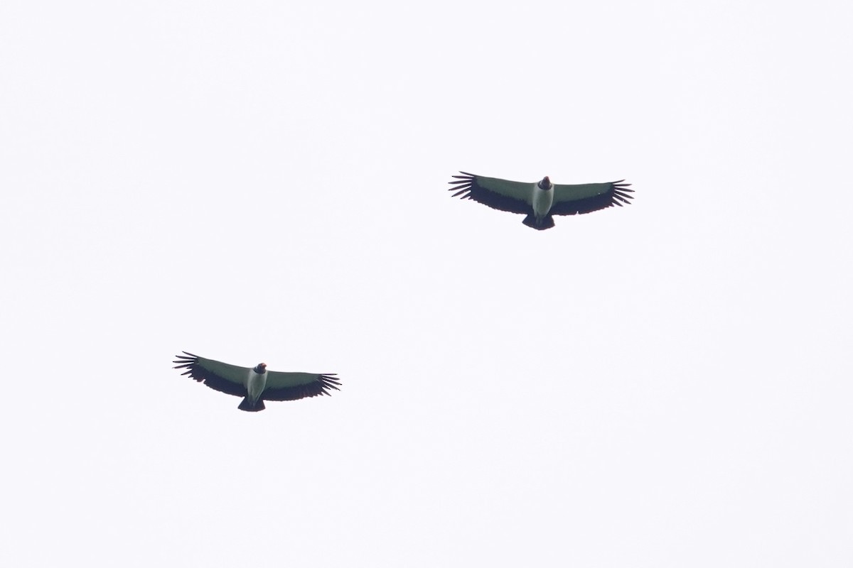 King Vulture - ML621048151