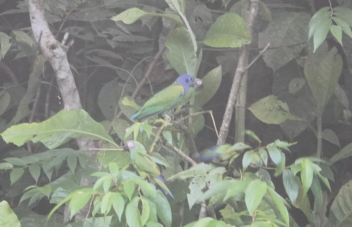 Blue-headed Parrot - ML621048157