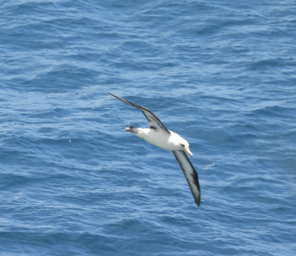 Albatros de Laysan - ML621048207
