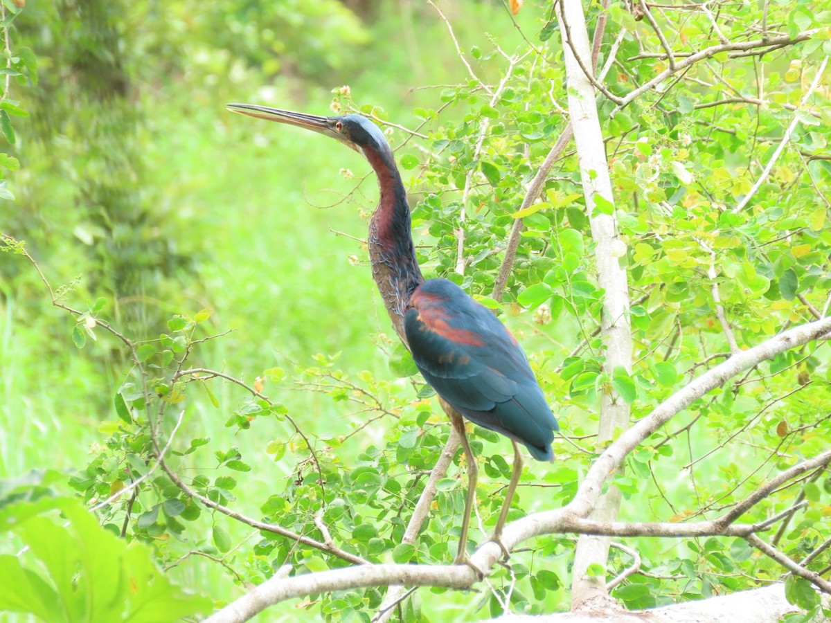 Agami Heron - ML621048230