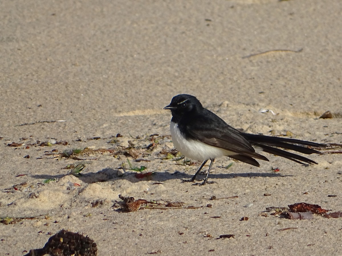 Willie-wagtail - ML621048251