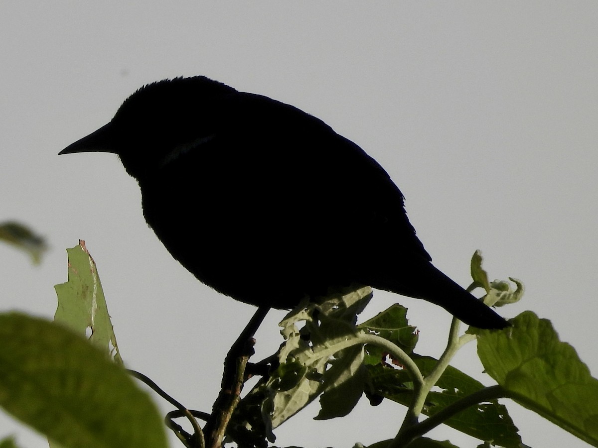 Red-winged Blackbird - ML621048271