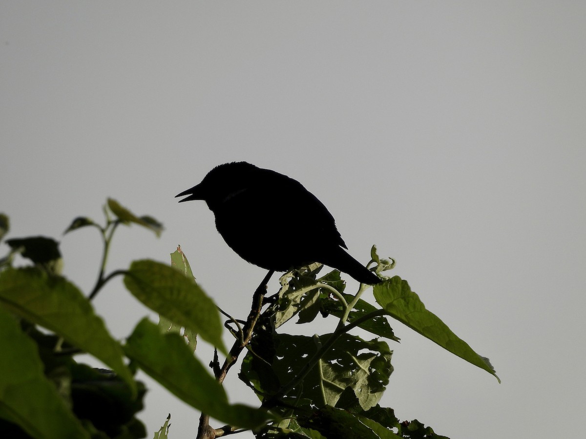 Red-winged Blackbird - ML621048272