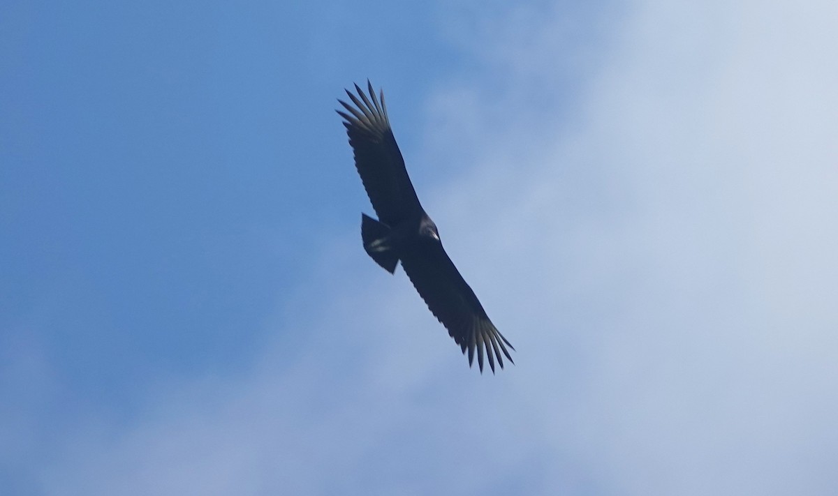 Black Vulture - ML621048274