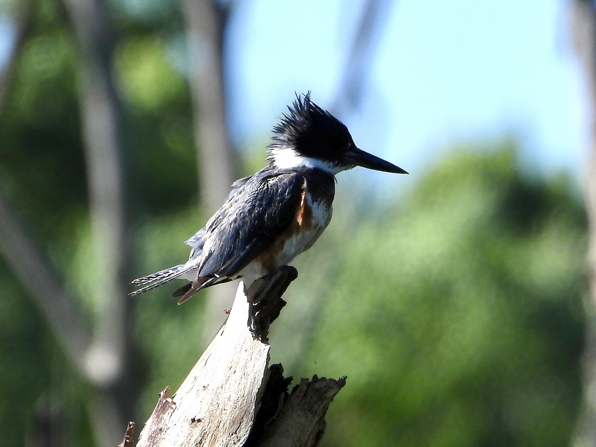 Belted Kingfisher - ML621048276