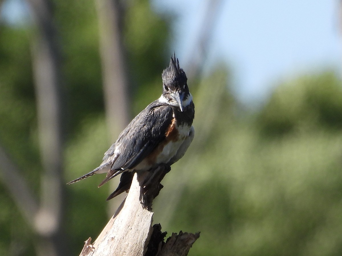Belted Kingfisher - ML621048277