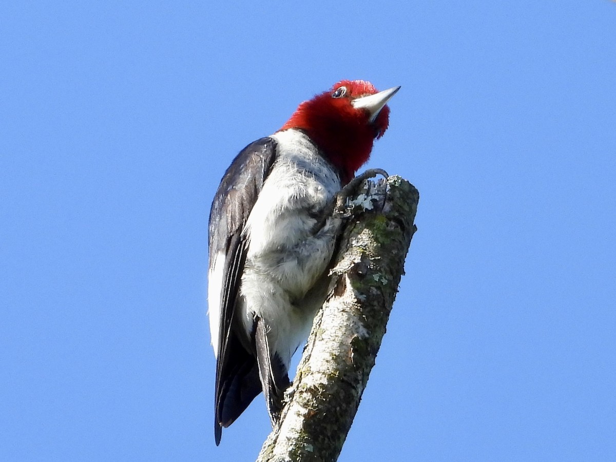 Red-headed Woodpecker - ML621048283