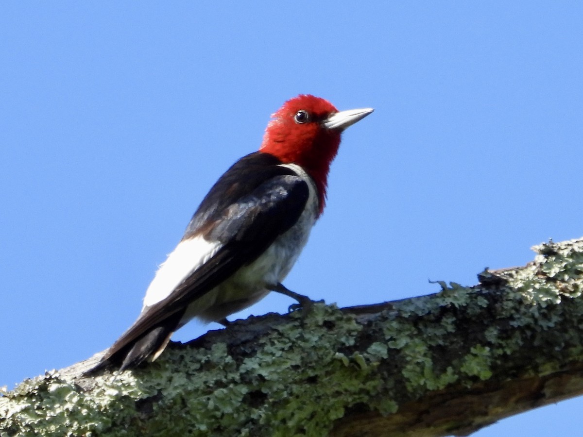 Red-headed Woodpecker - ML621048284