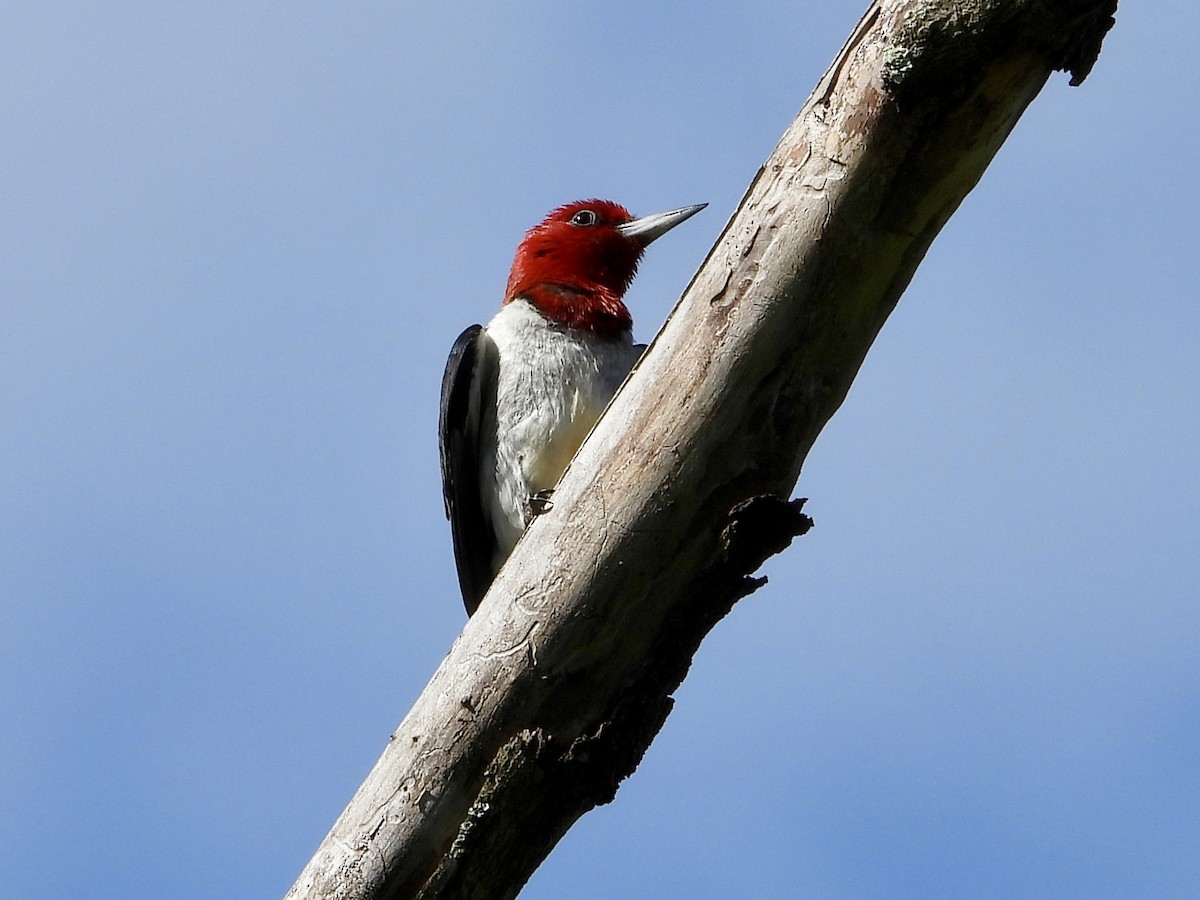 Red-headed Woodpecker - ML621048285