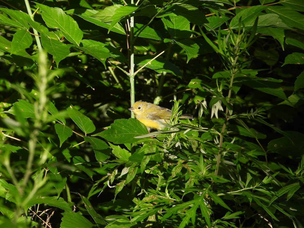 Yellow Warbler - ML621048313