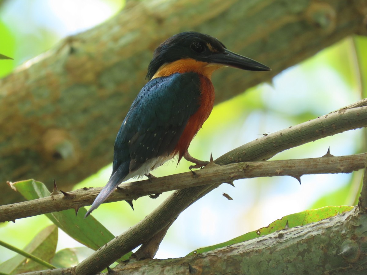 American Pygmy Kingfisher - ML621048335