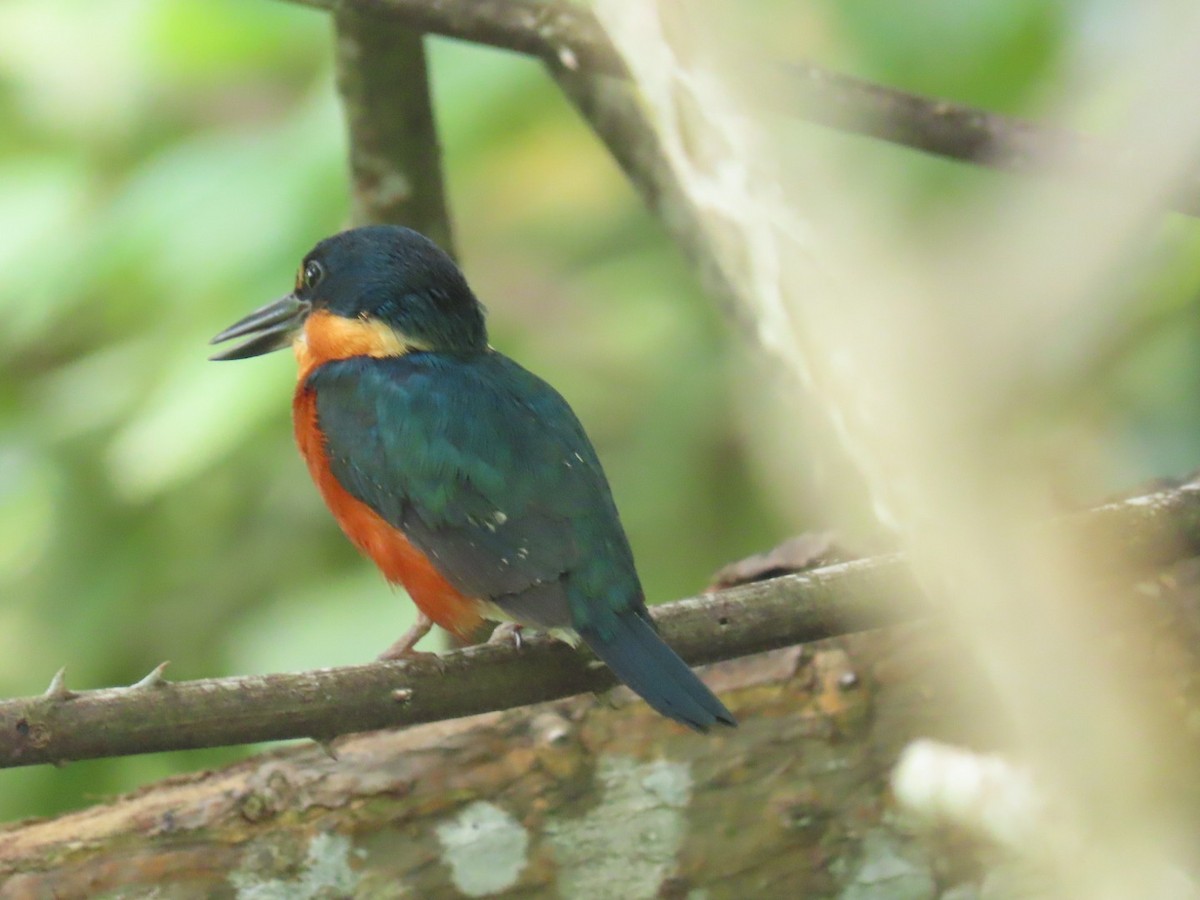 American Pygmy Kingfisher - ML621048336