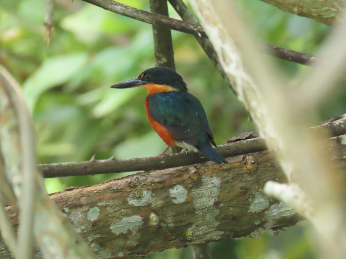 American Pygmy Kingfisher - ML621048337