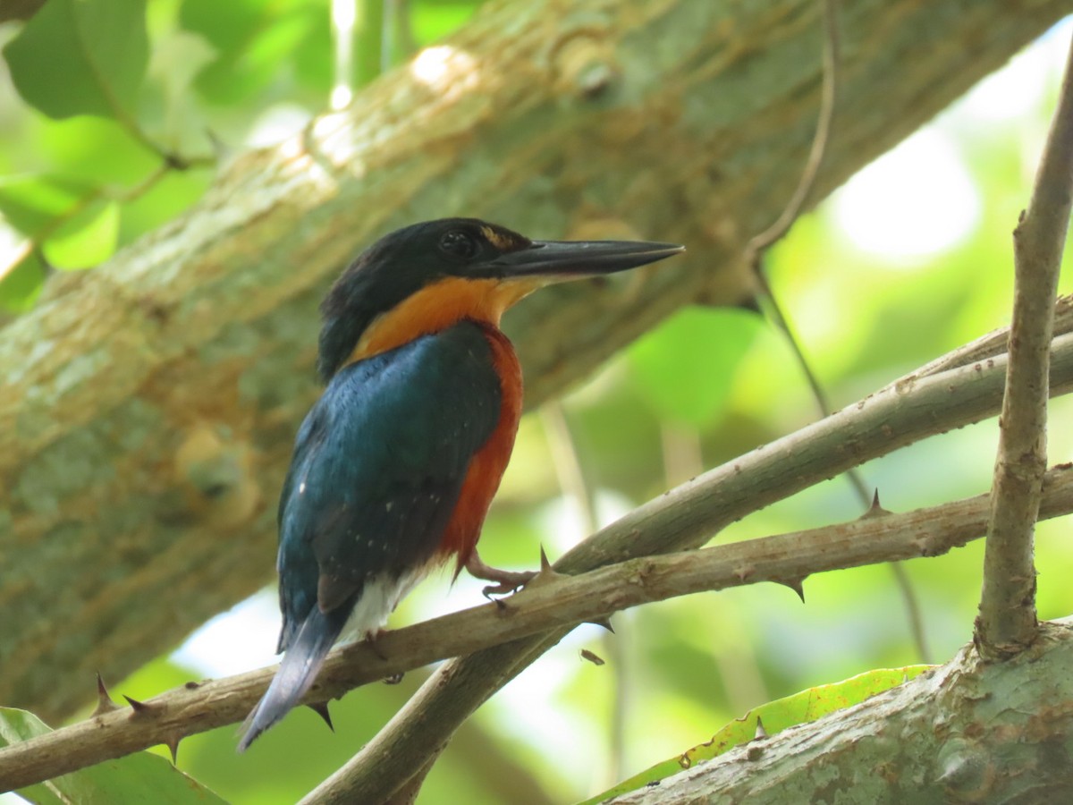 American Pygmy Kingfisher - ML621048338