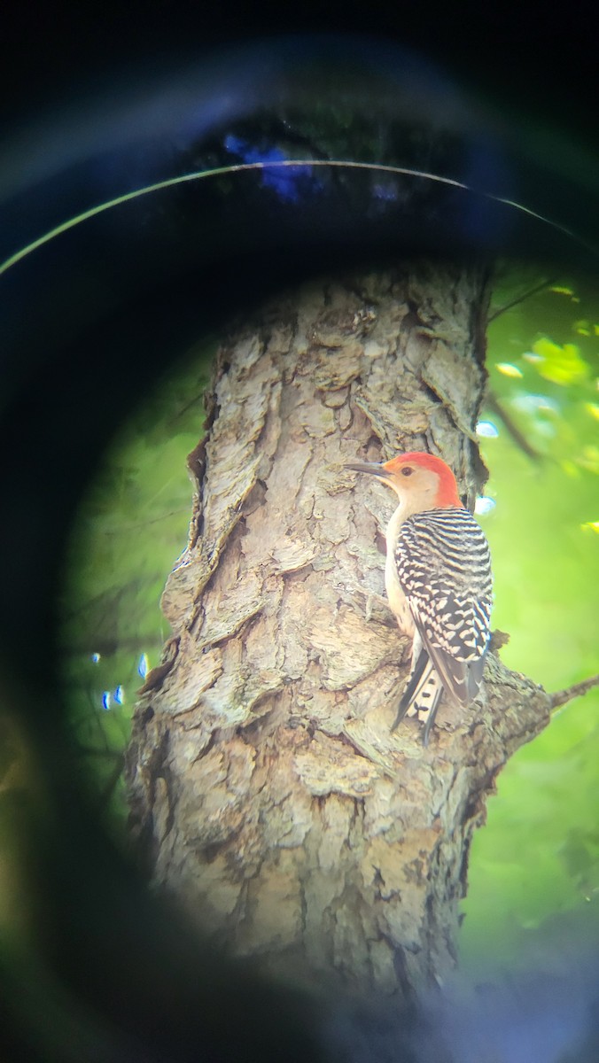 Red-bellied Woodpecker - ML621048369