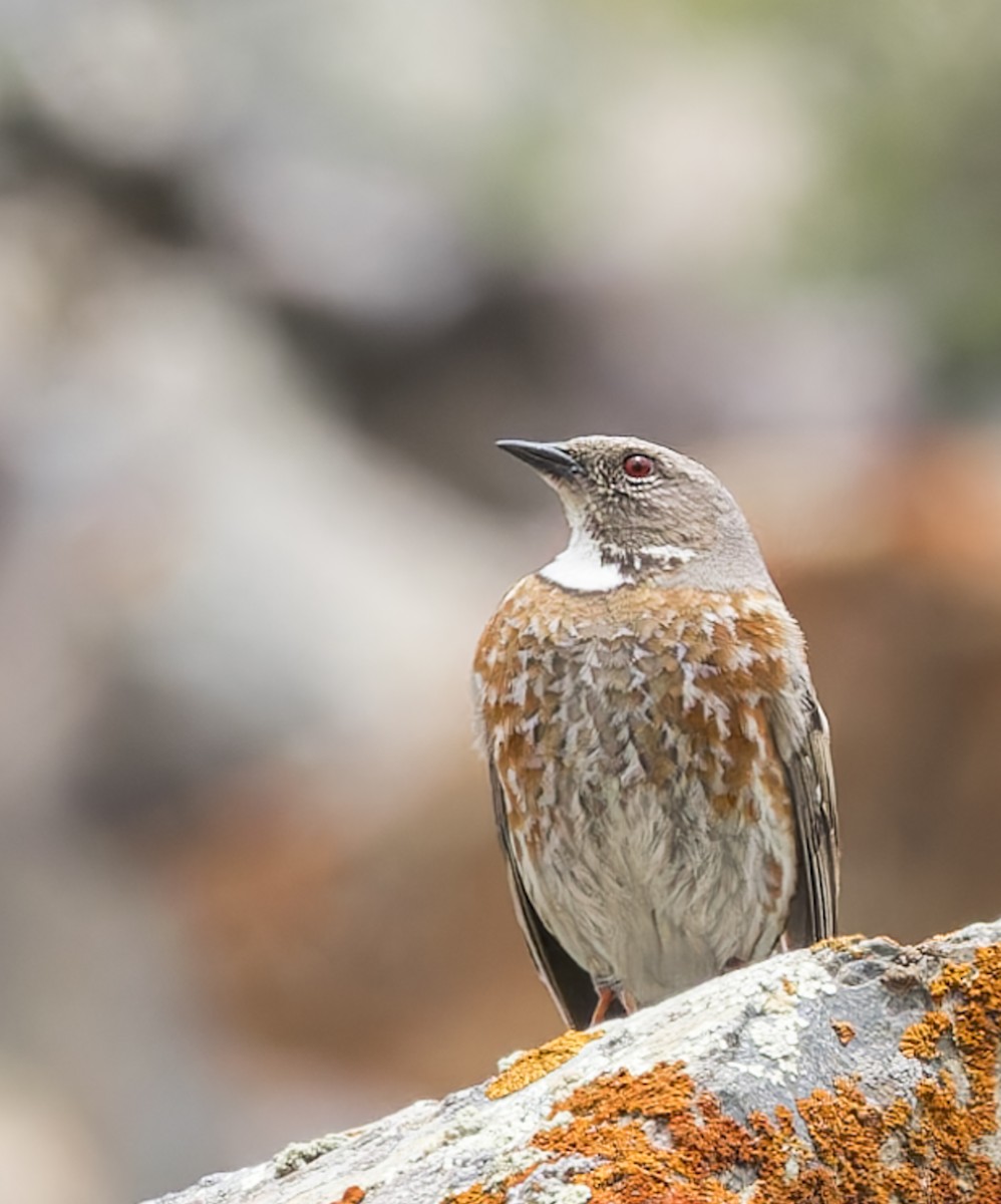 Altai Accentor - john bishop