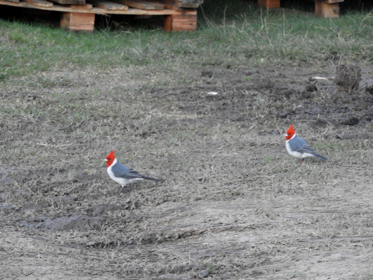 Red-crested Cardinal - ML621048475