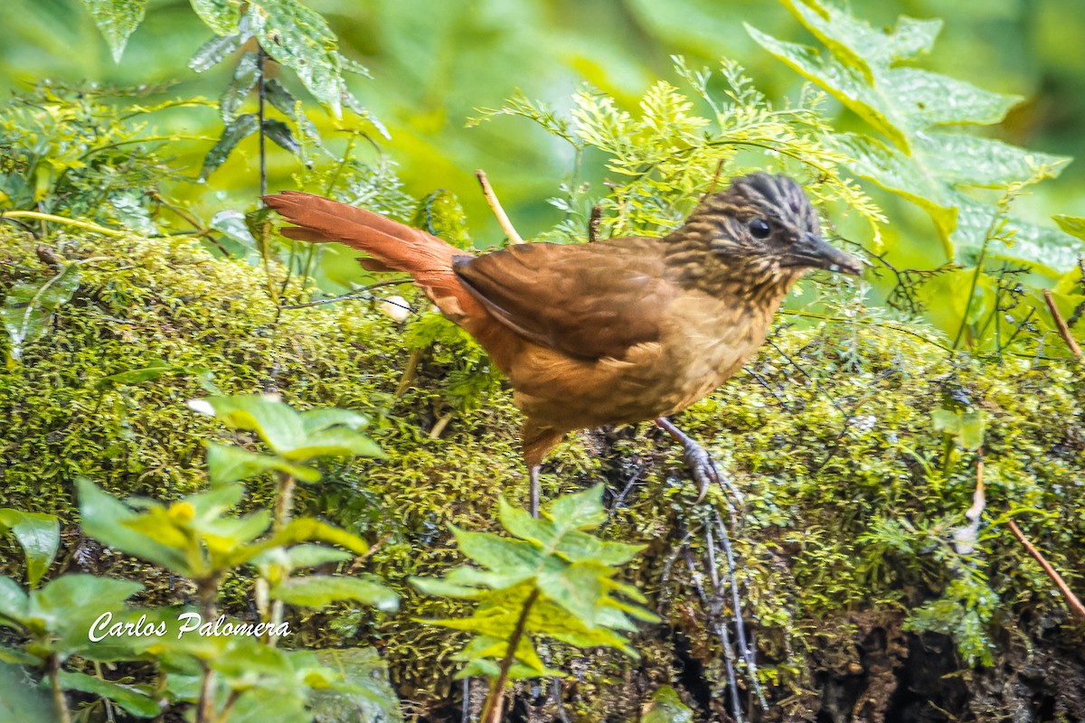 Streak-capped Treehunter - ML621048514