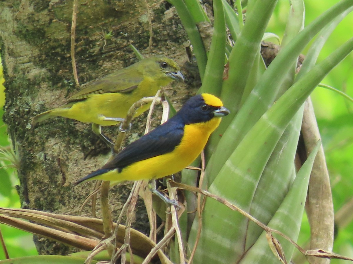 Thick-billed Euphonia - ML621048535