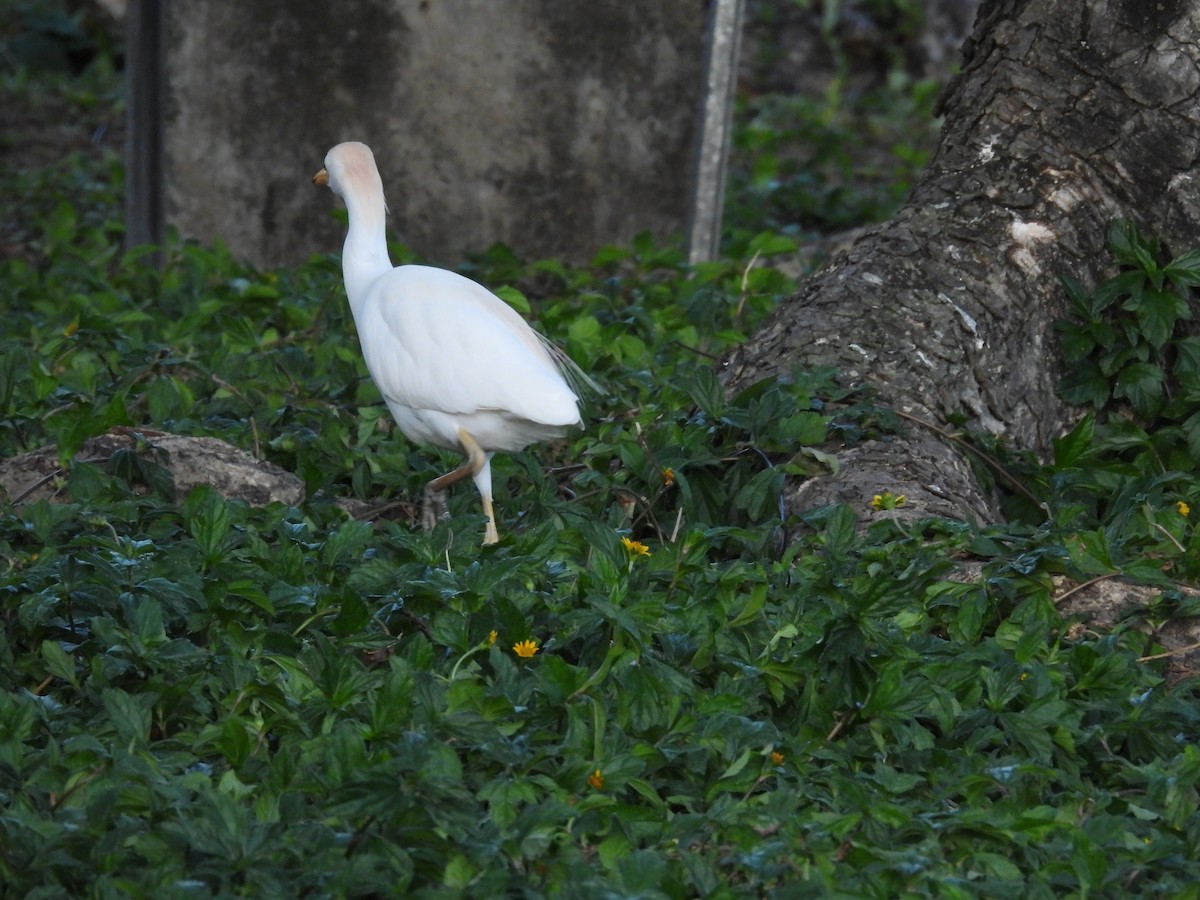 Чапля єгипетська (підвид ibis) - ML621048554
