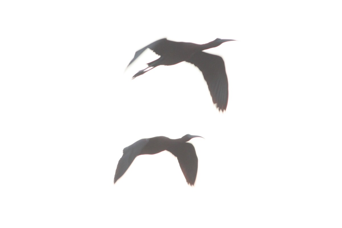 ibis hnědý - ML621048557