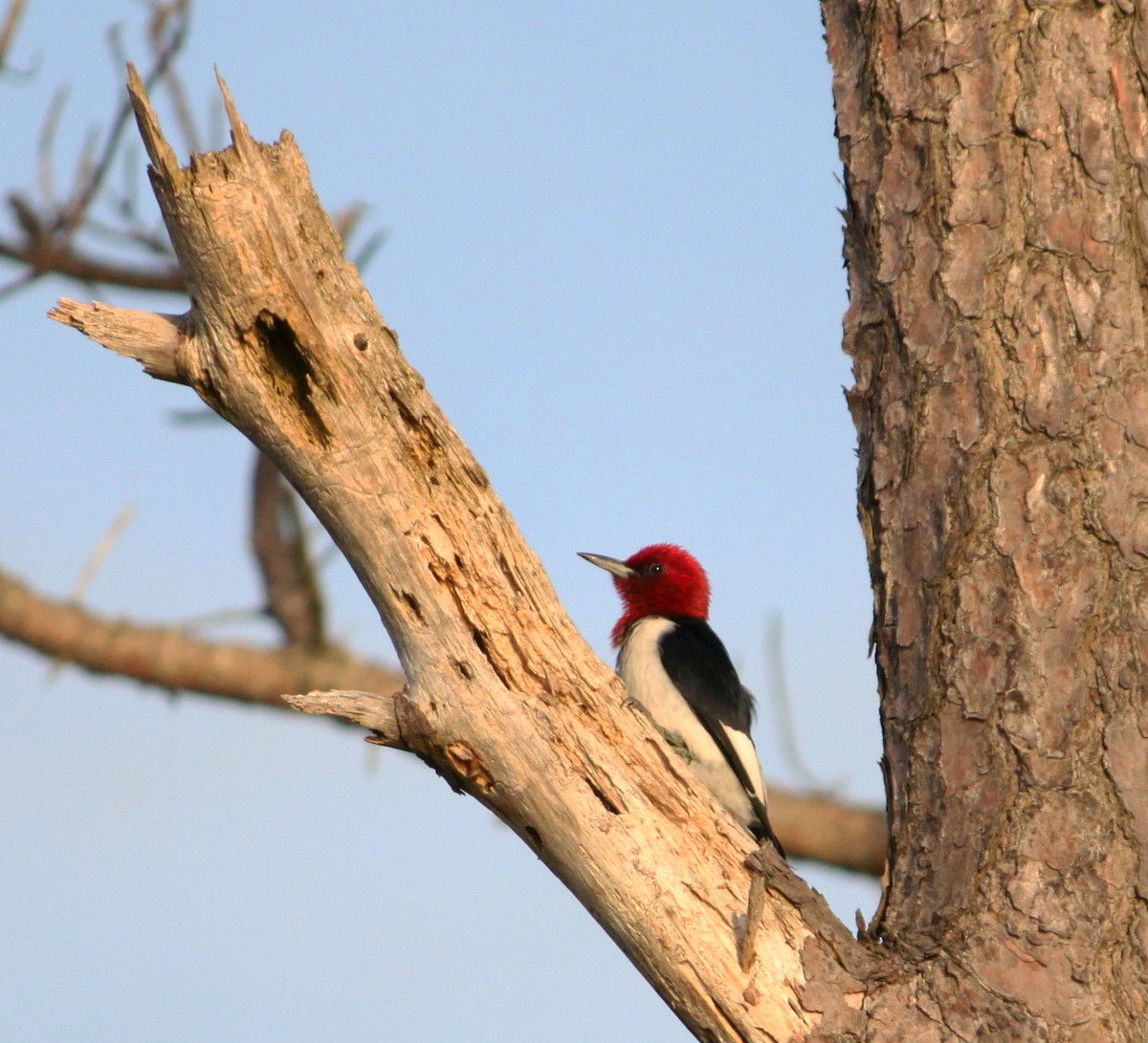 Red-headed Woodpecker - ML621048561