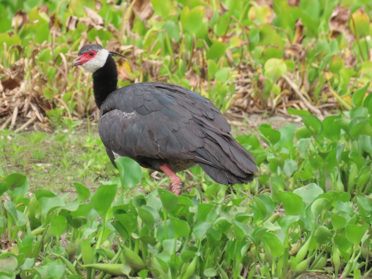 Northern Screamer - ML621048631