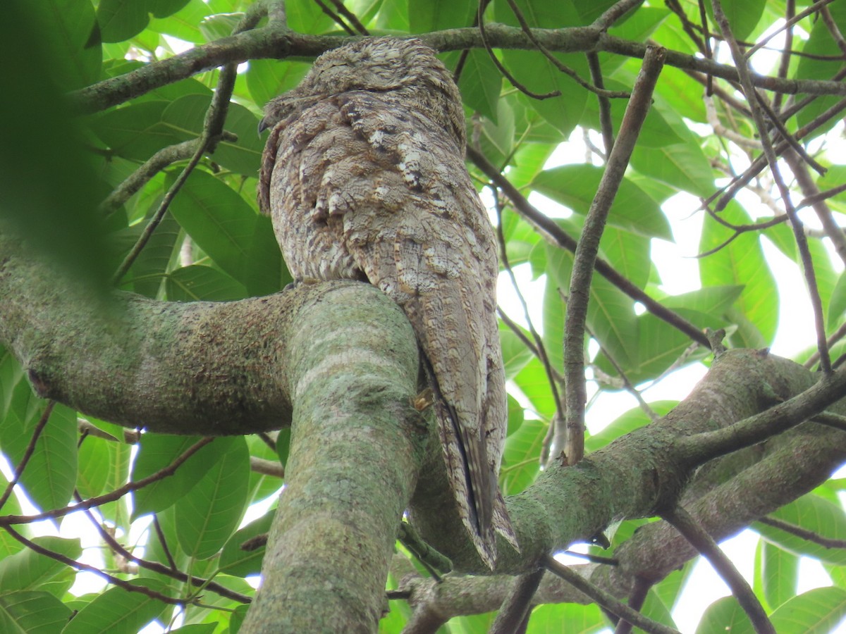 Great Potoo - ML621048667