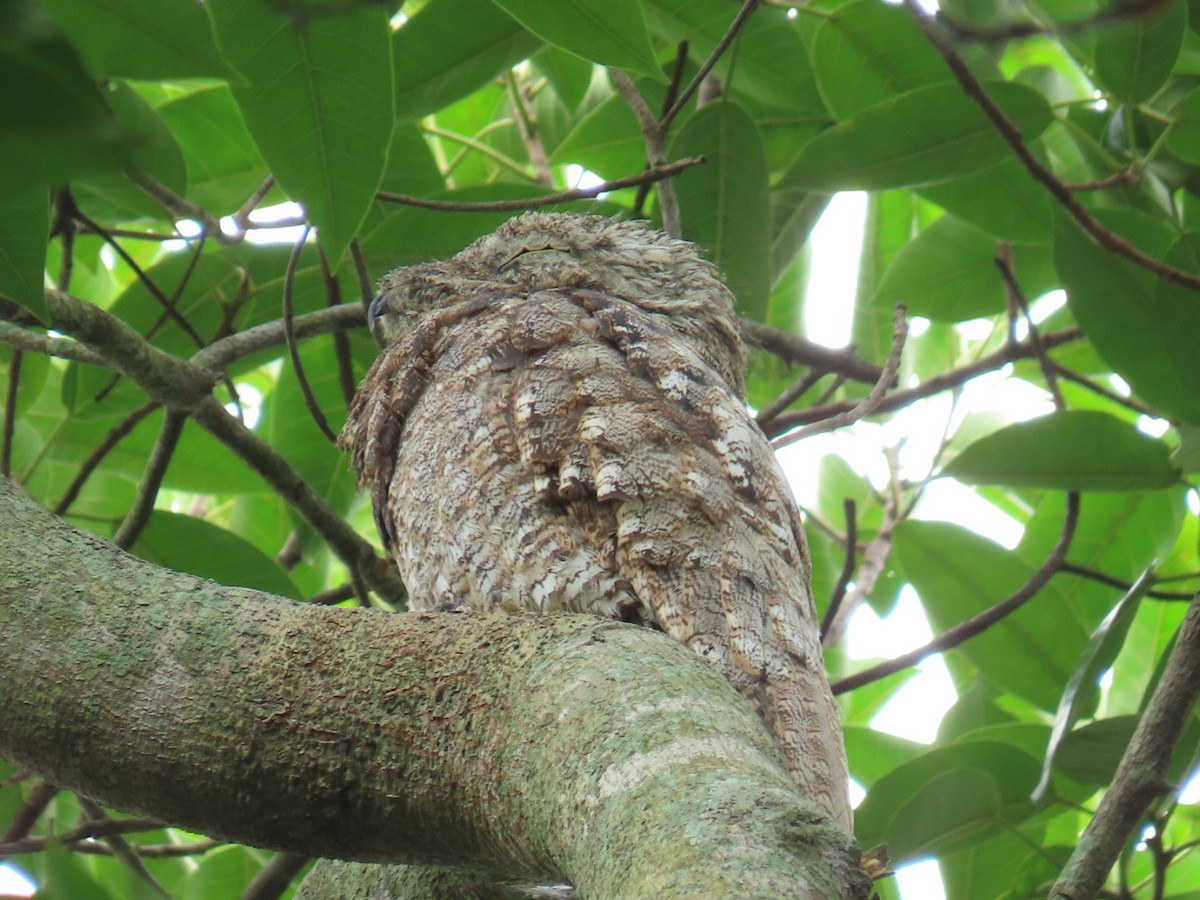 Great Potoo - ML621048668