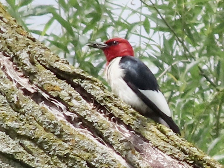 Red-headed Woodpecker - ML621048724