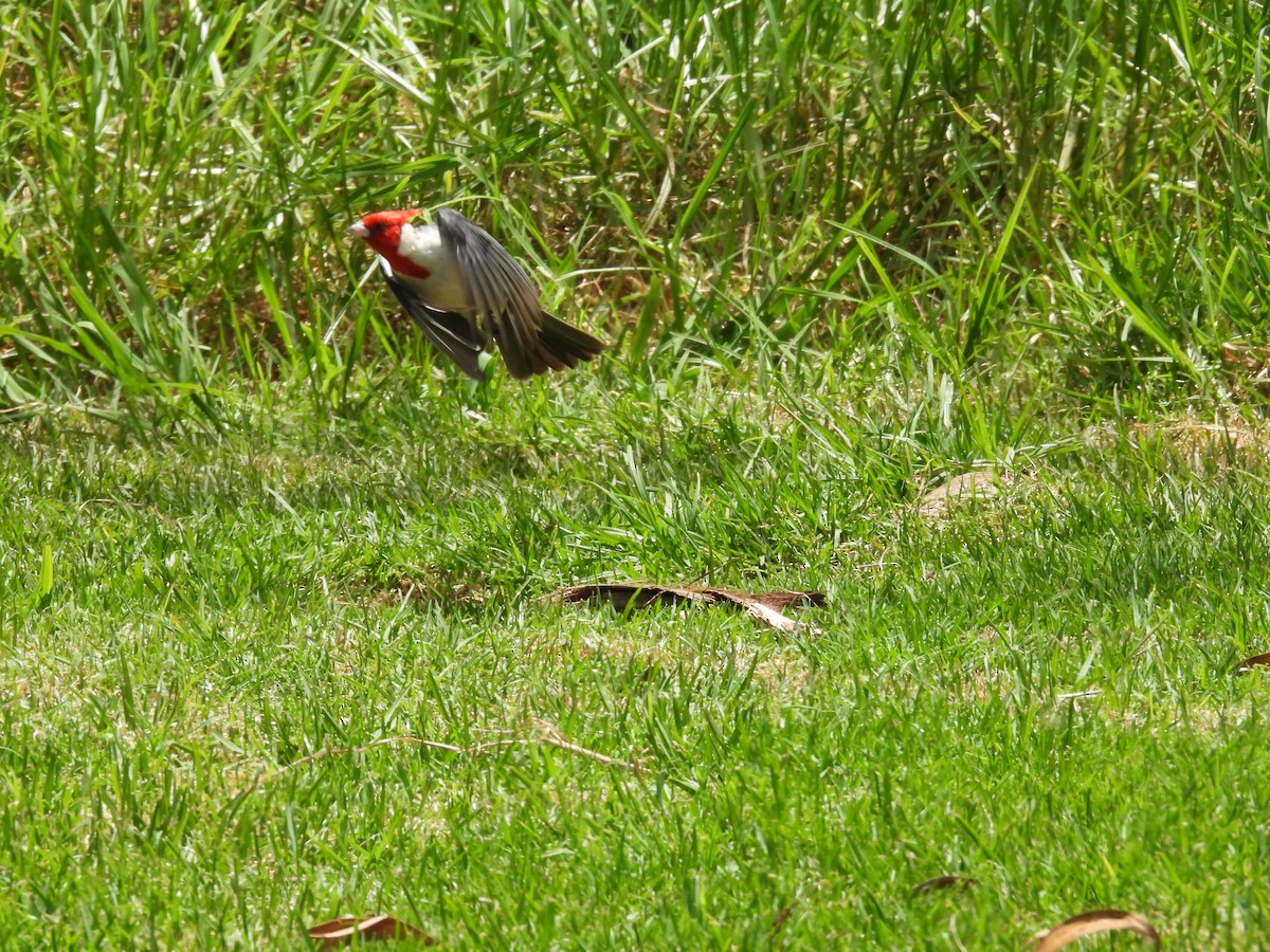 Red-crested Cardinal - ML621048728