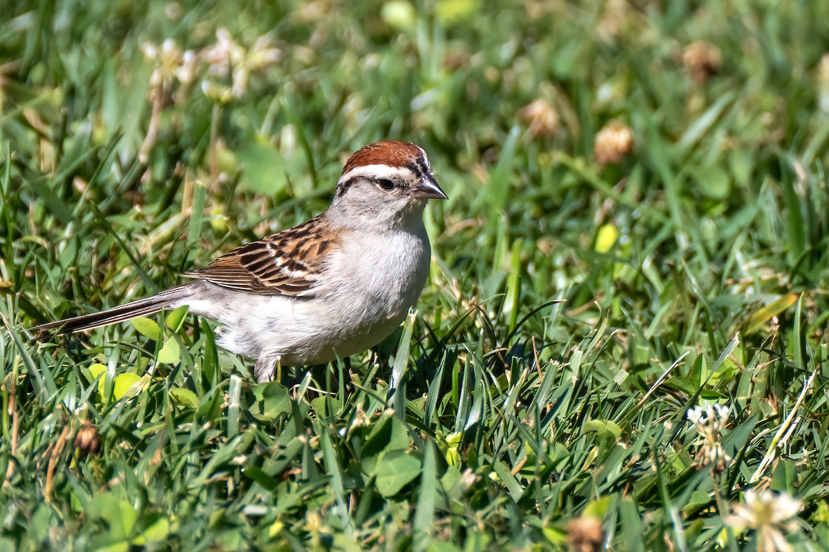 Chipping Sparrow - ML621048731