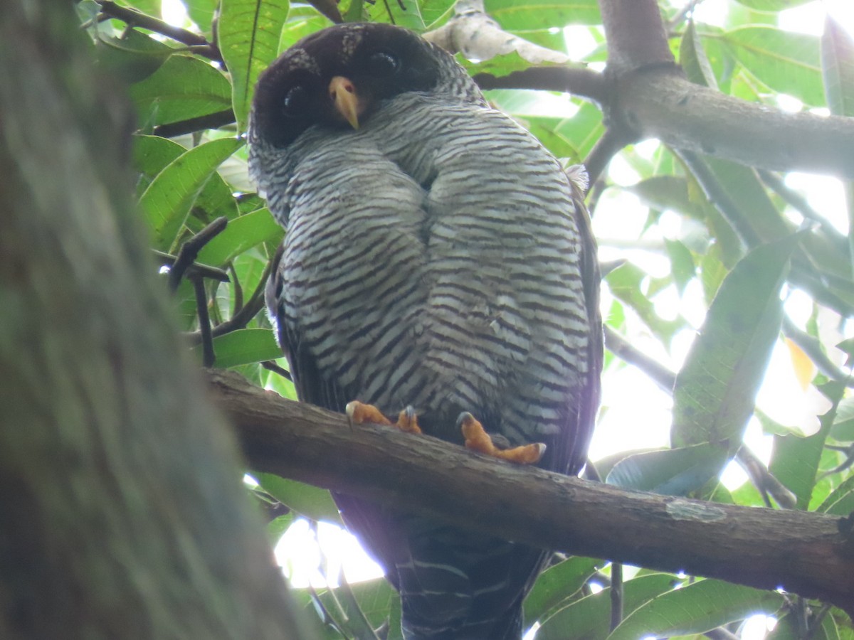 Black-and-white Owl - ML621048734