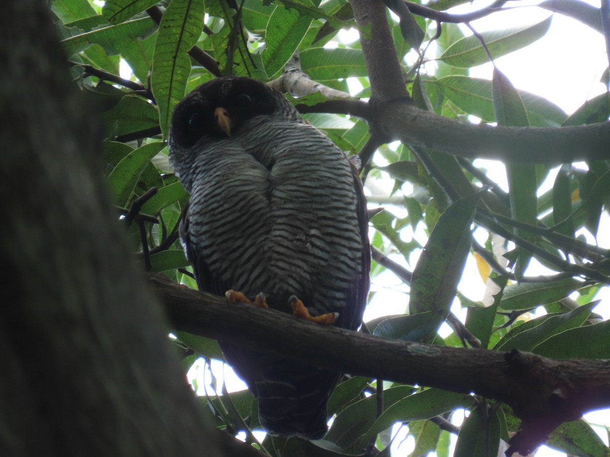 Black-and-white Owl - ML621048735
