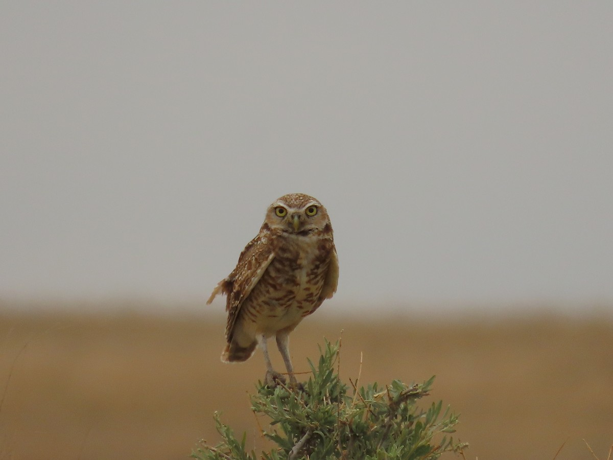 Burrowing Owl - ML621048736